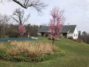 Cherry Tree with Carriage House