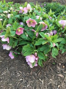 Lenten Rose