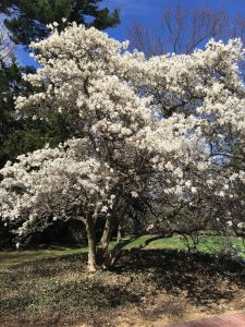 Magnolia Tree