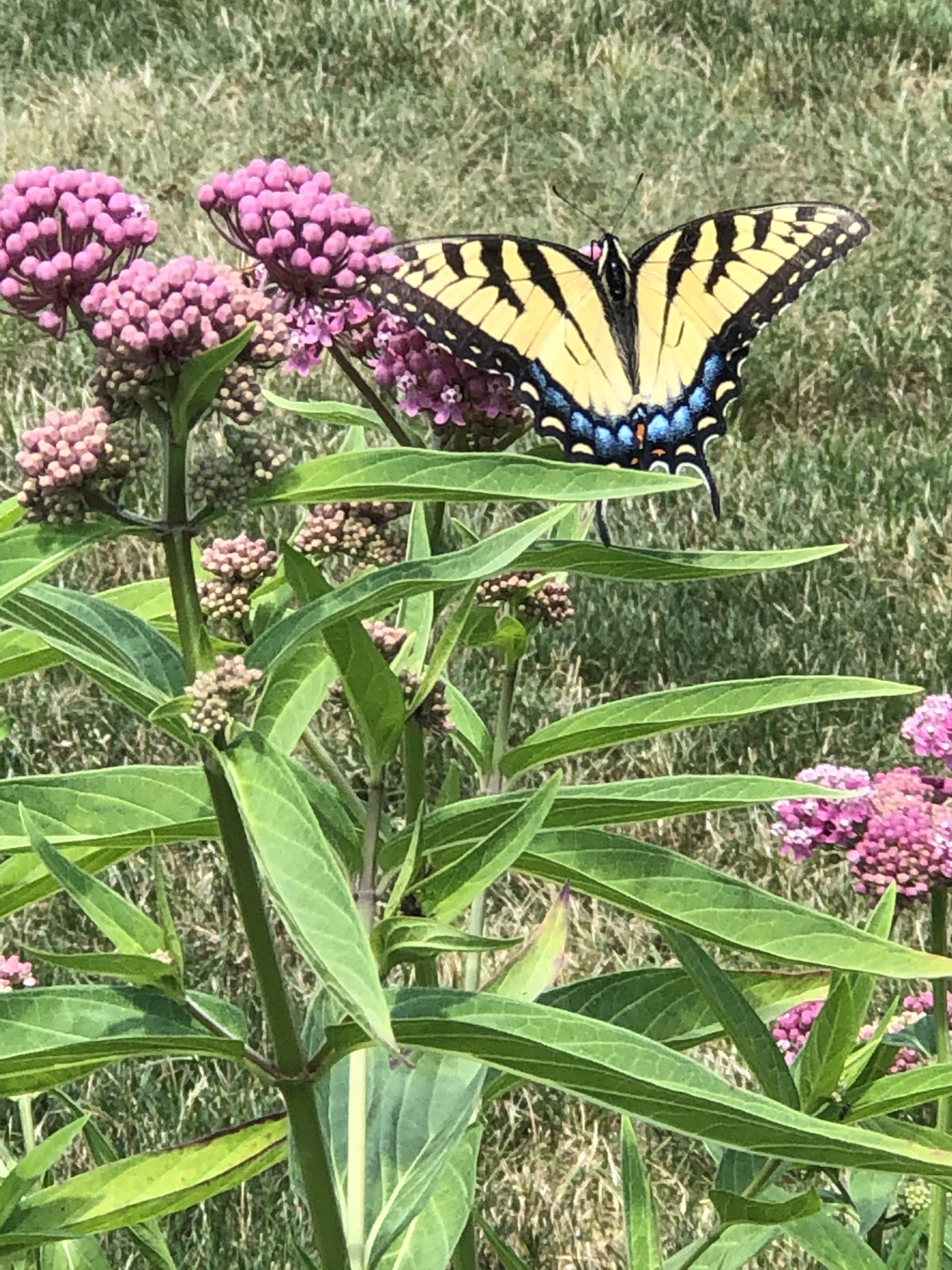 Canadian Tiger Swallowtail Butterfly on Swamp Milkweed