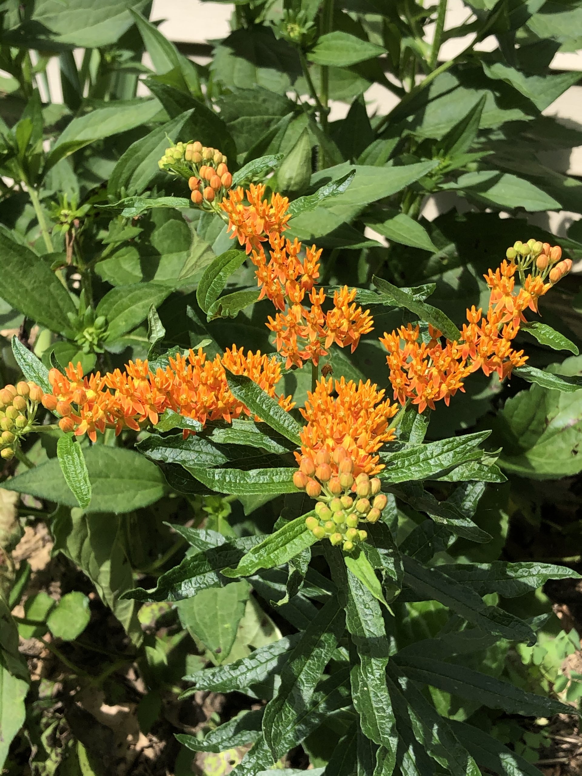 Milkweed Flowers at Drumore Estate