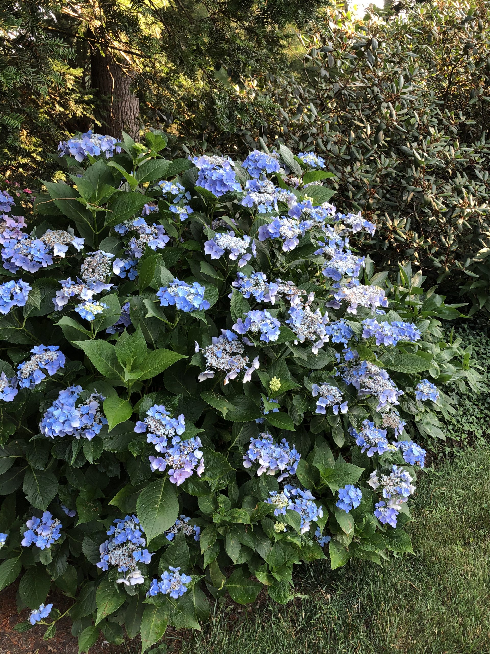 Drumore’s hydrangeas