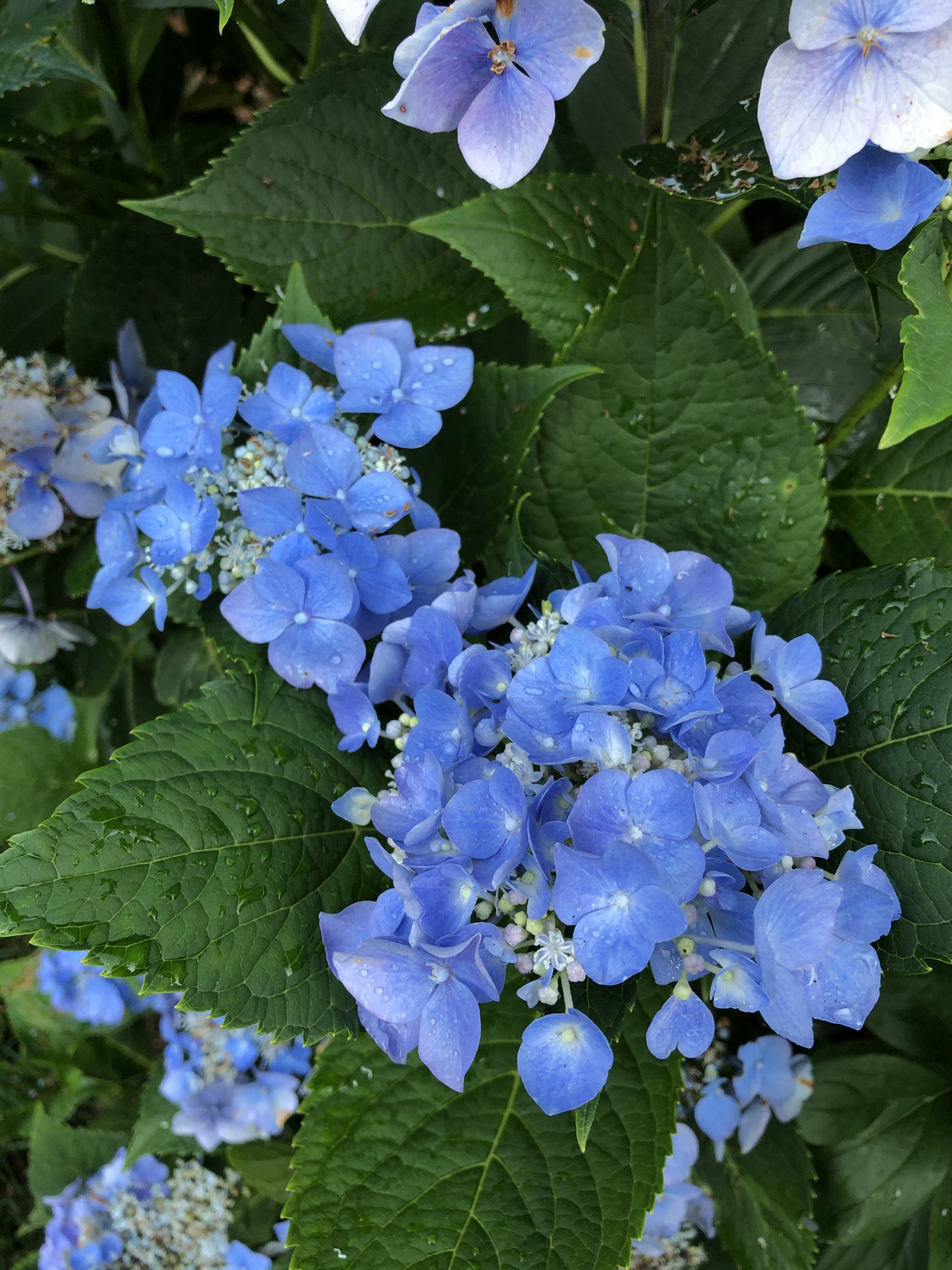 Drumore’s hydrangeas