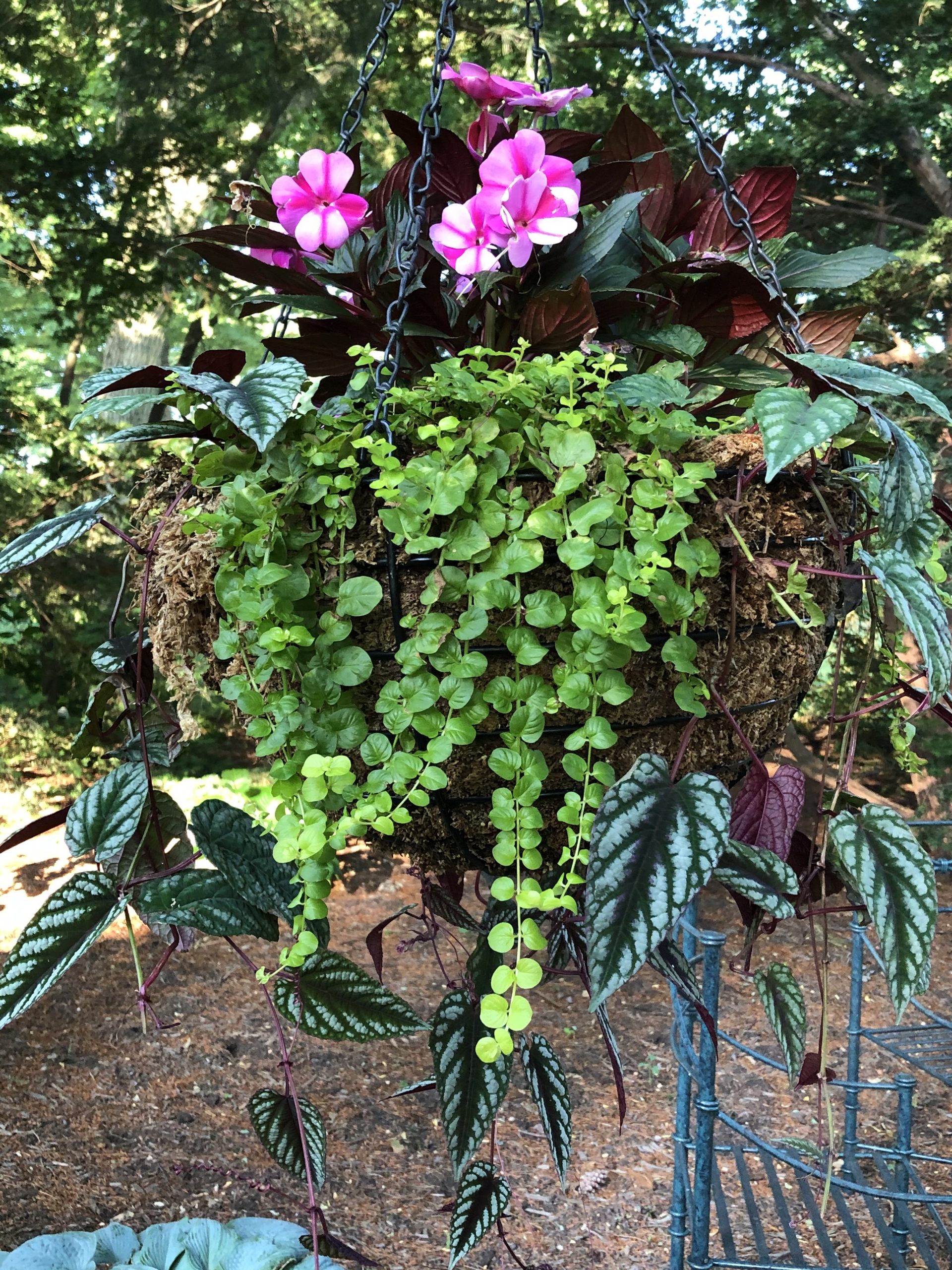 Hanging basket with Lysimachia 'Goldilocks' and Cissus vine