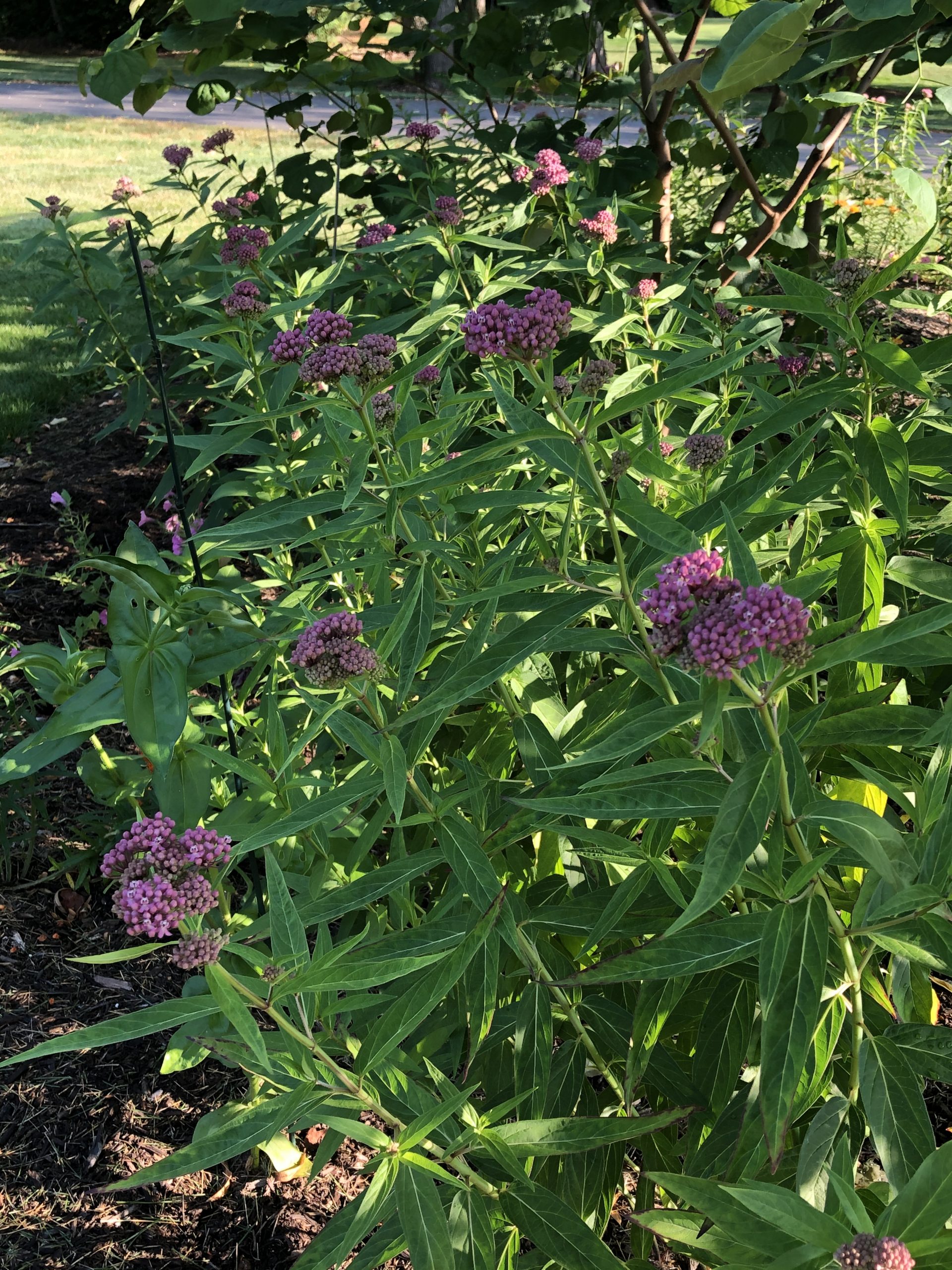 Butterfly weed Swamp milkweed patches 