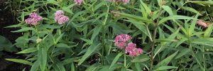 Butterfly weed Swamp milkweed patches