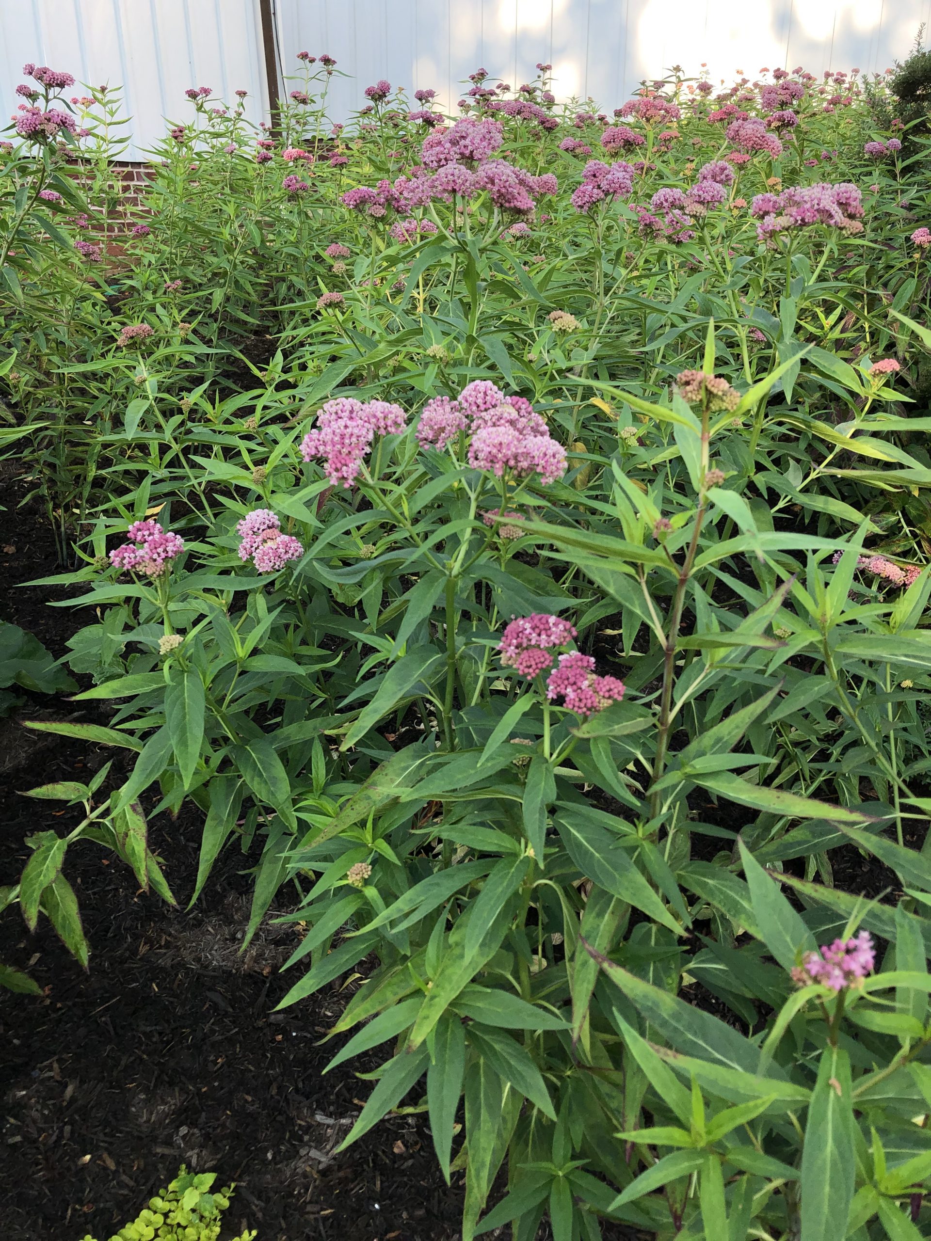 Butterfly weed Swamp milkweed patches 