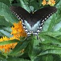 Spicebush Swallowtail on Butterfly Weed