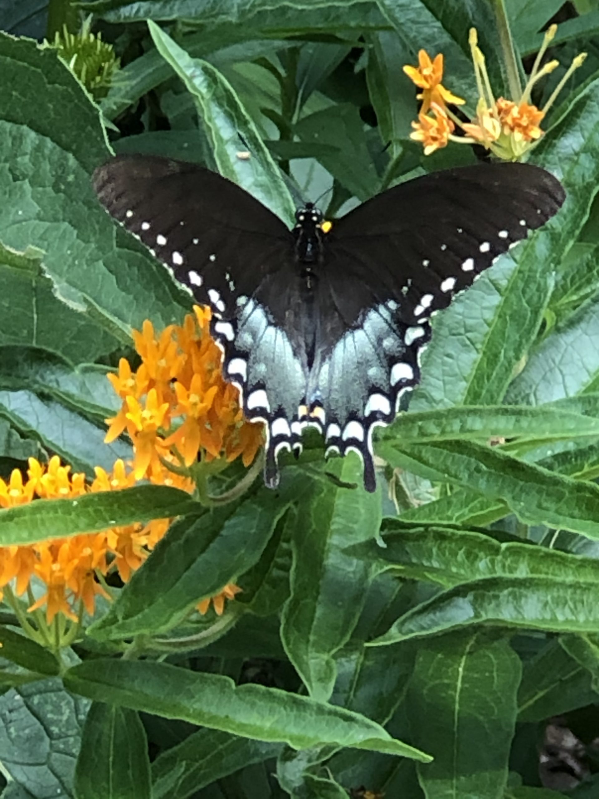 Spicebush Swallowtail on Butterfly Weed