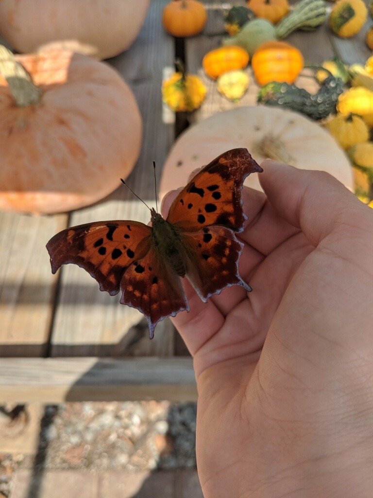 Butterfly Wedding Venue