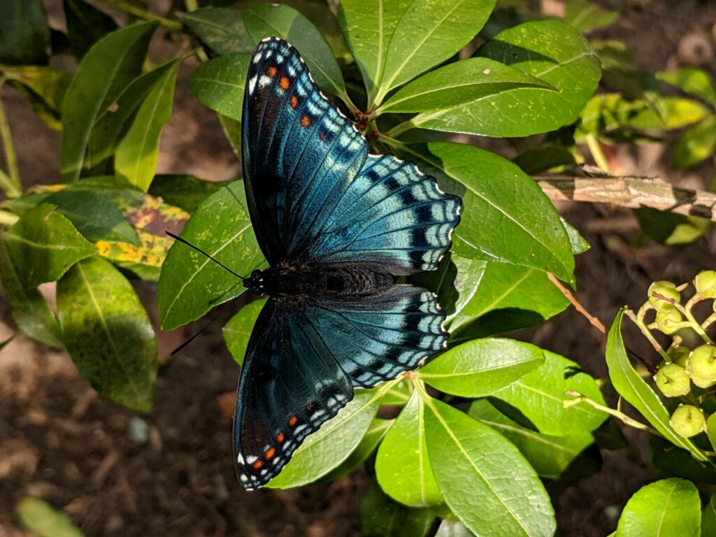 Red-spotted Purple Admiral 