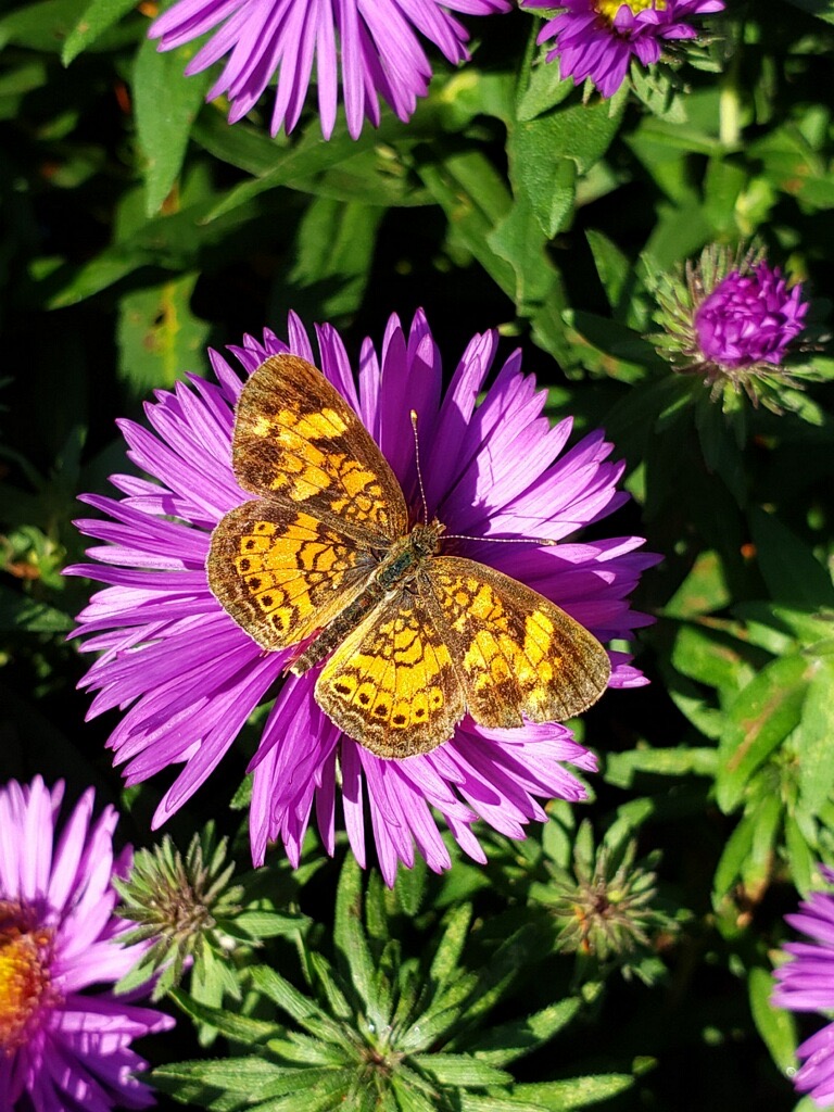  Butterfly on Aster