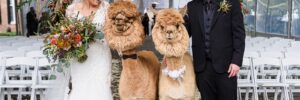 bride and groom at non-traditional wedding standing with alpacas